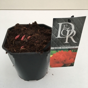 Paeonia 'Karl Rosenfield'