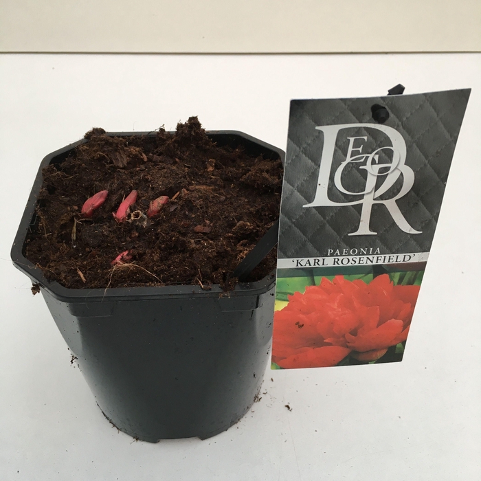 <h4>Paeonia 'Karl Rosenfield'</h4>