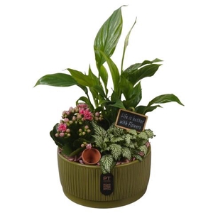 PTIB5126 Arrangementen kamerplanten