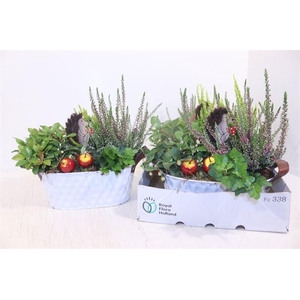 ARR TUINPLANTEN