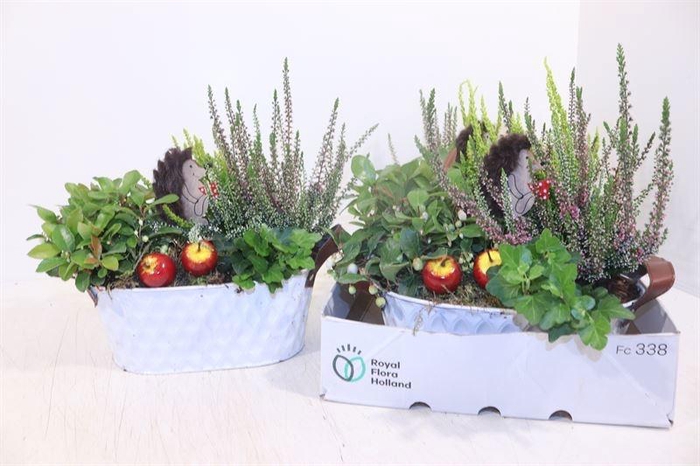 <h4>ARR TUINPLANTEN</h4>