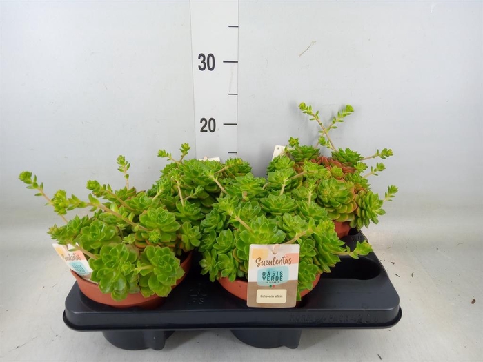 <h4>Echeveria affinis</h4>