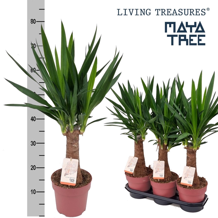 <h4>YUC ELEPHANTIPES</h4>