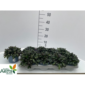 AJUGA REPT