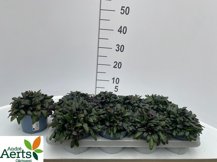 <h4>AJUGA REPT</h4>