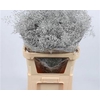 Limonium Beltlaard Klb Silver