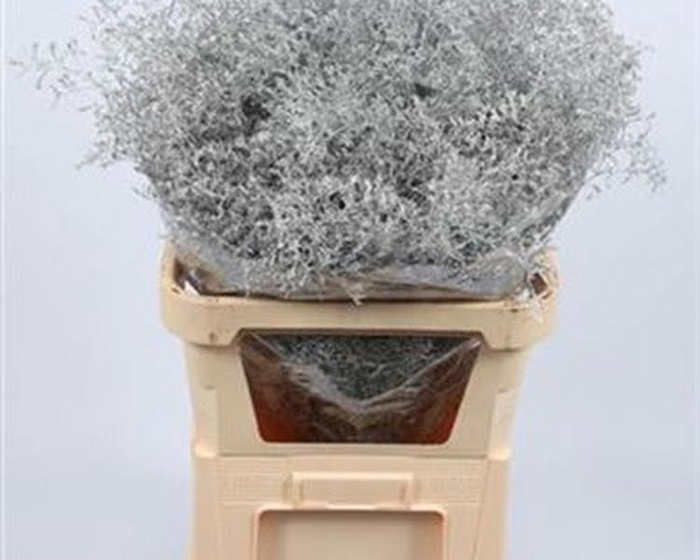 Limonium Beltlaard Klb Silver