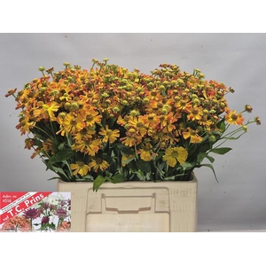 HELEN ORANGE BEAUTY HELEN ORANGE BE