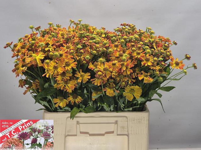 <h4>HELEN ORANGE BEAUTY HELEN ORANGE BE</h4>