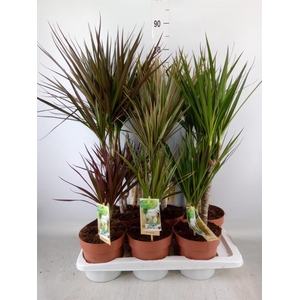 Dracaena   ...mix