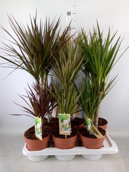 <h4>Dracaena ...mix</h4>