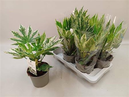 <h4>Fatsia Variegata</h4>