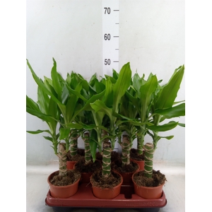 Dracaena frag. 'Steudneri'