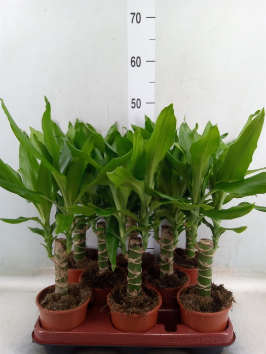 <h4>Dracaena frag. 'Steudneri'</h4>