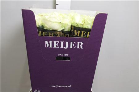 <h4>R Gr Avalanche+</h4>