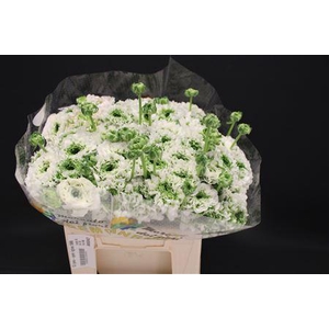 Cl Pon-pon Igloo 566