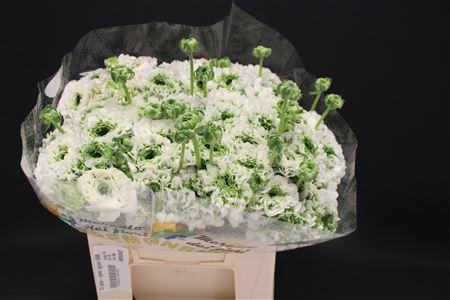 <h4>Cl Pon-pon Igloo 566</h4>