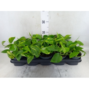 Epipremnum pinn. 'Aureum'