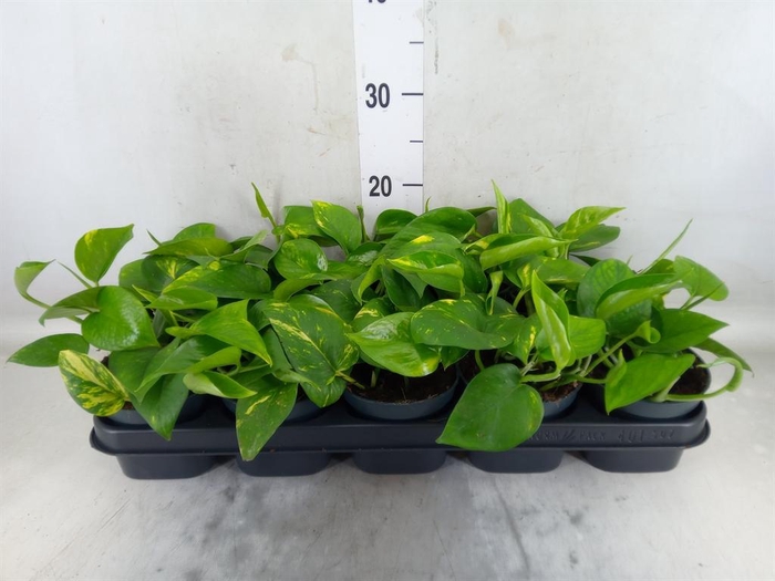 <h4>Epipremnum pinn. 'Aureum'</h4>