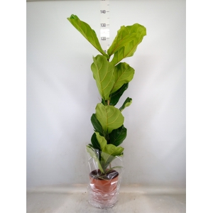 Ficus lyrata