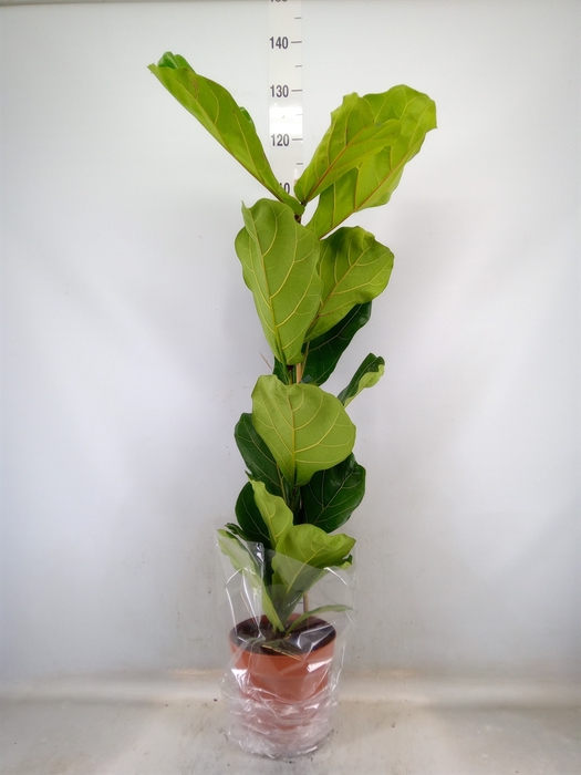 <h4>Ficus lyrata</h4>