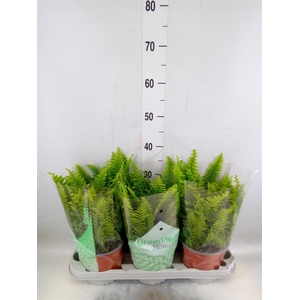 Nephrolepis exal. 'Green Moment'