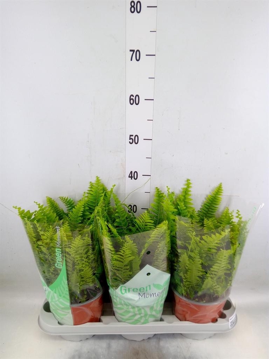 <h4>Nephrolepis exal. 'Green Moment'</h4>