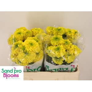 TAG E PROMISE YELLOW