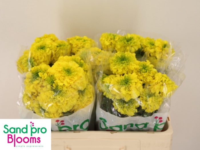 <h4>TAG E PROMISE YELLOW</h4>