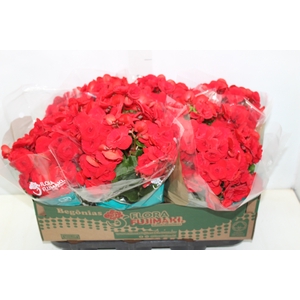 BEGONIA BALADIN P15