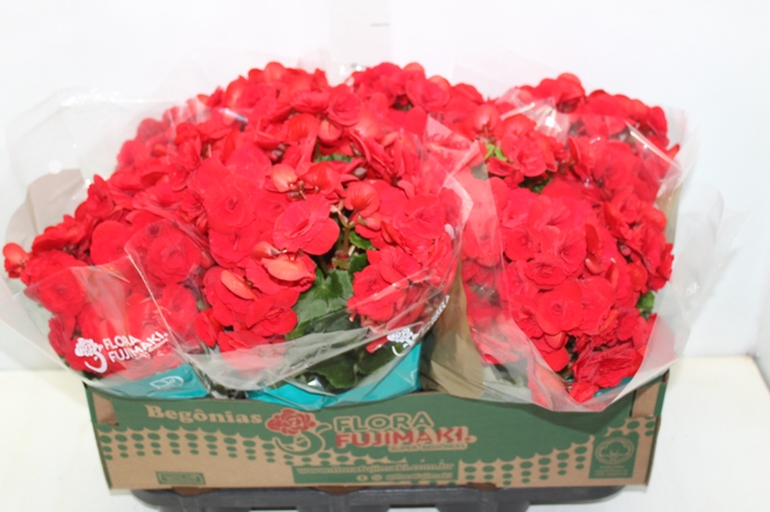 <h4>BEGONIA BALADIN P15</h4>