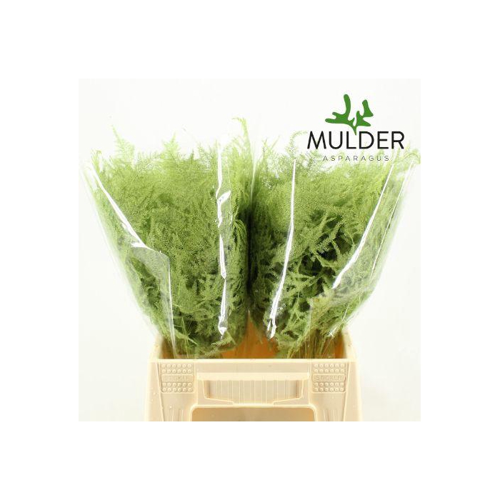 <h4>ASP OV KLB H%</h4>