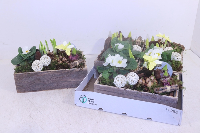 <h4>ARR TUINPLANTEN</h4>