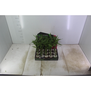DRACENA LUCKY BAMBOO P06