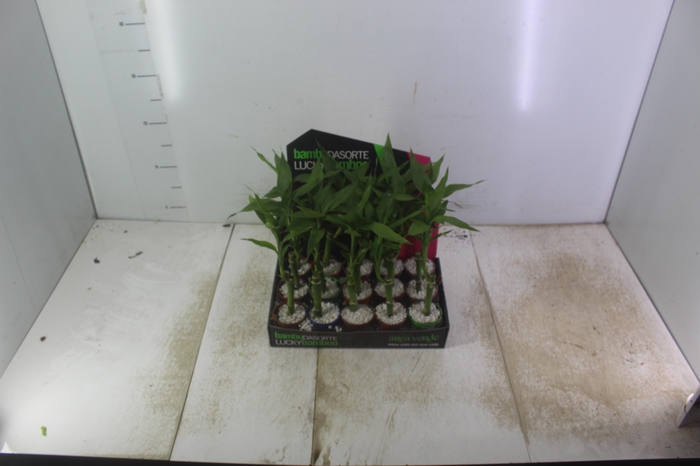<h4>DRACENA LUCKY BAMBOO P06</h4>