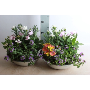 ARR TUINPLANTEN
