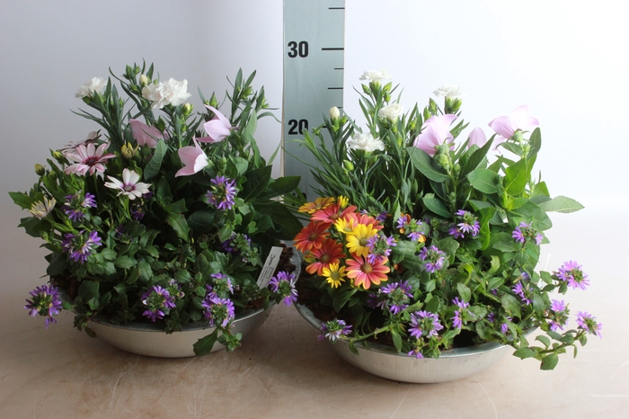 <h4>ARR TUINPLANTEN</h4>