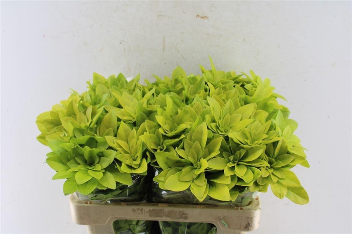 <h4>Choisya Te Lich</h4>