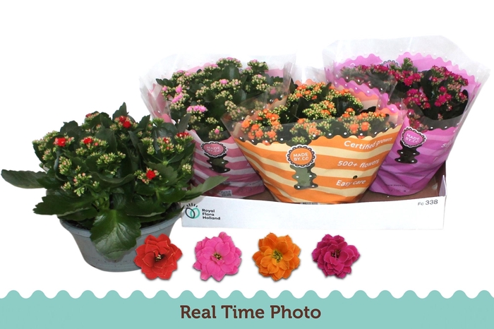 <h4>KAL GE GEM 4 KL</h4>