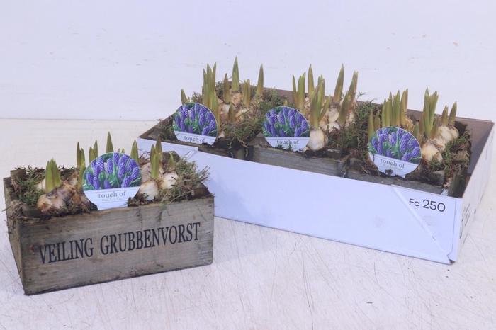 <h4>ARR MUSCARI</h4>