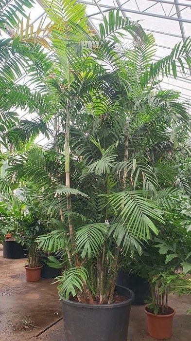 <h4>Pthychosperma macarthurii</h4>