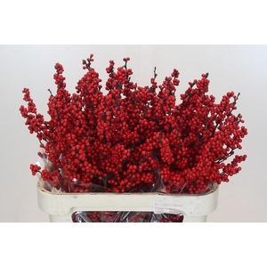 Ilex Crimson