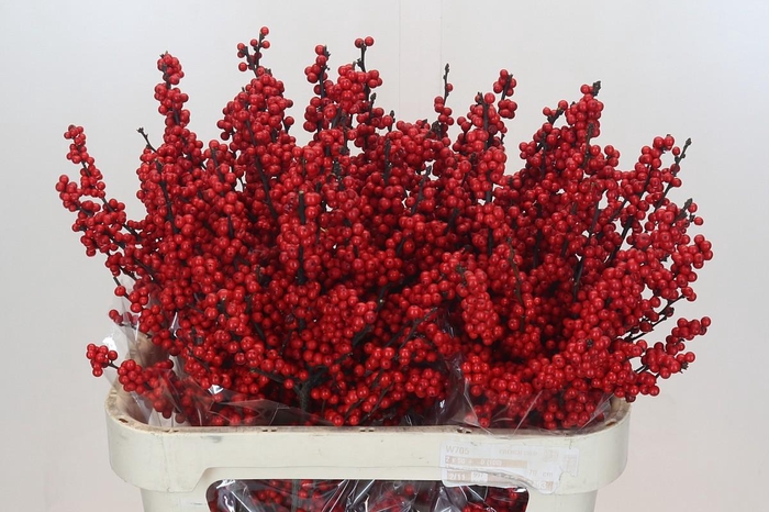 <h4>Ilex Crimson</h4>