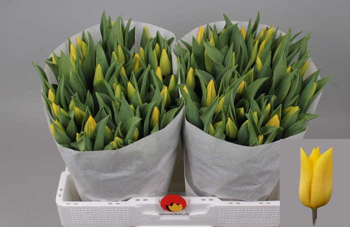 <h4>TU EN STRONG GOLD</h4>