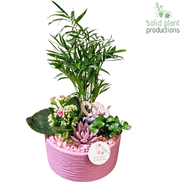 <h4>CE003 Loes Pink VM</h4>