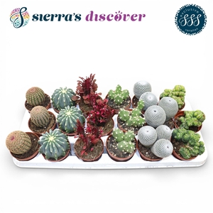 Discover® - Bilbao Cactus Mix (Exclusive)