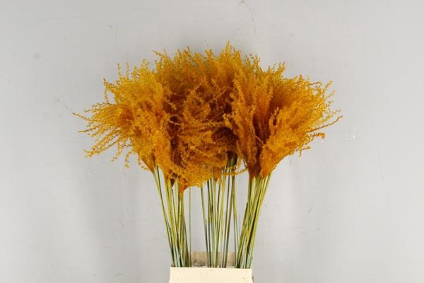 <h4>Df Miscanthus 90cm Apricot</h4>