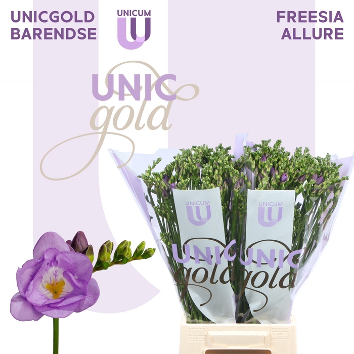 <h4>FREESIA DU 'ALLURE'</h4>