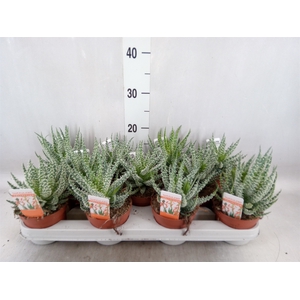 Aloe humilis