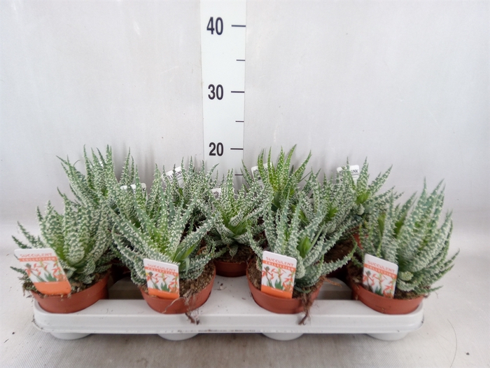 <h4>Aloe humilis</h4>